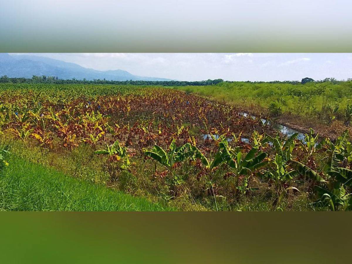 Totalmente anegados están los cultivos de banano.