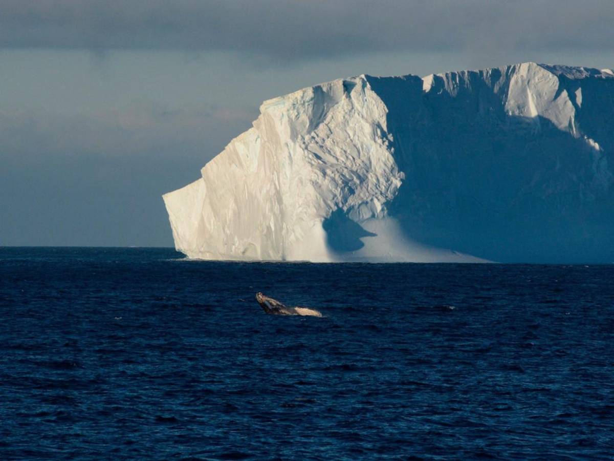 El Polo Norte a punto de quedarse sin hielo: en dos años podría derretirse  por completo