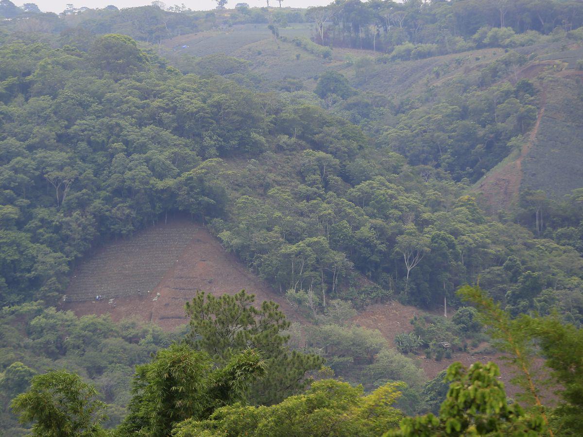 $!En Panacam también se están detectando una serie de áreas reforestadas, con el objetivo de utilizar las parcelas para cultivos.