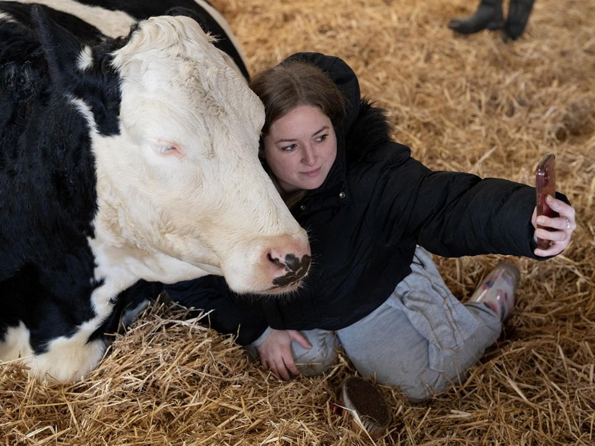 Acariciar vacas contra el estrés, nuevo negocio de ganaderos ingleses