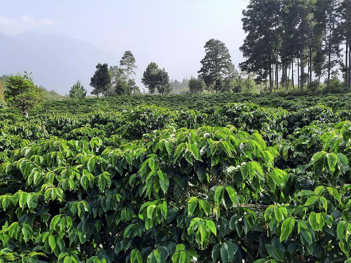 <i>Plantación de café en la Finca Pozo Negro, destacando las nuevas variedades cultivadas.</i>