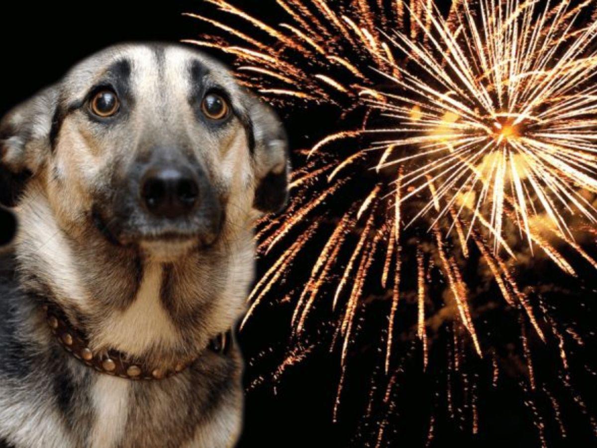 ¡Ellos también son familia! Esta protección necesita tu mascota en las fiestas de fin de año