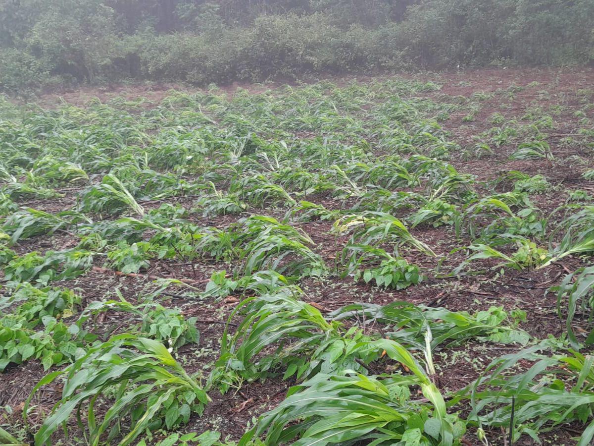 Las lluvias de junio afectaron a los productores de maíz de Olancho, en donde muchos no han podido sembrar toda la área de siembra.