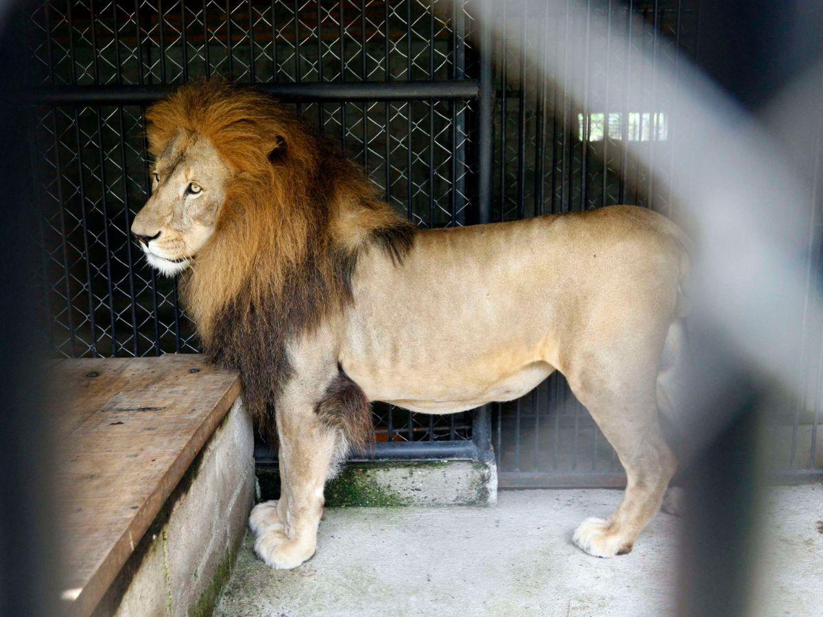 El feroz animal reaccionó a la invasión.