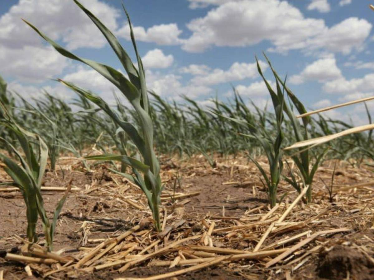 En 30 años, un “cinturón de calor extremo” cubrirá el centro de EEUU