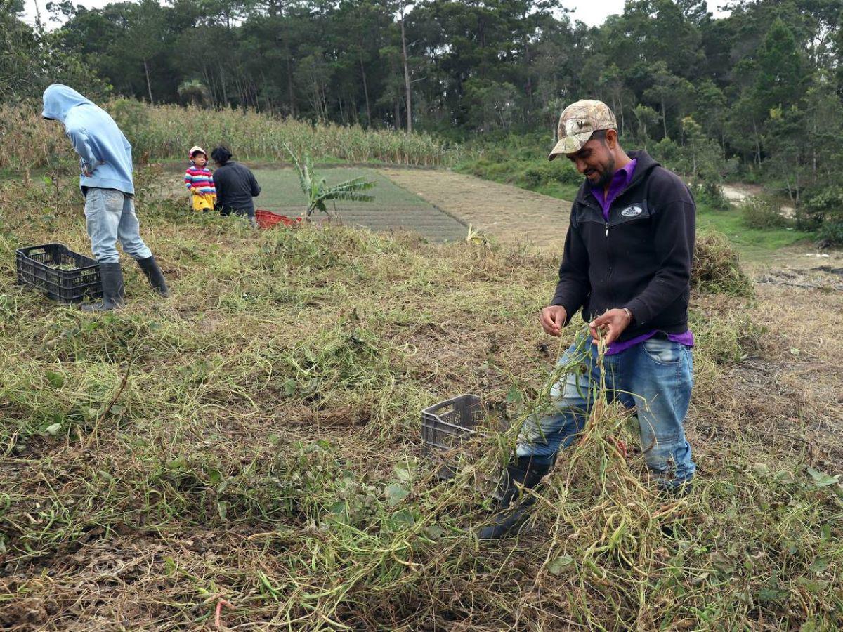 Los expertos coinciden en que la lluvia ácida no afectará cultivos