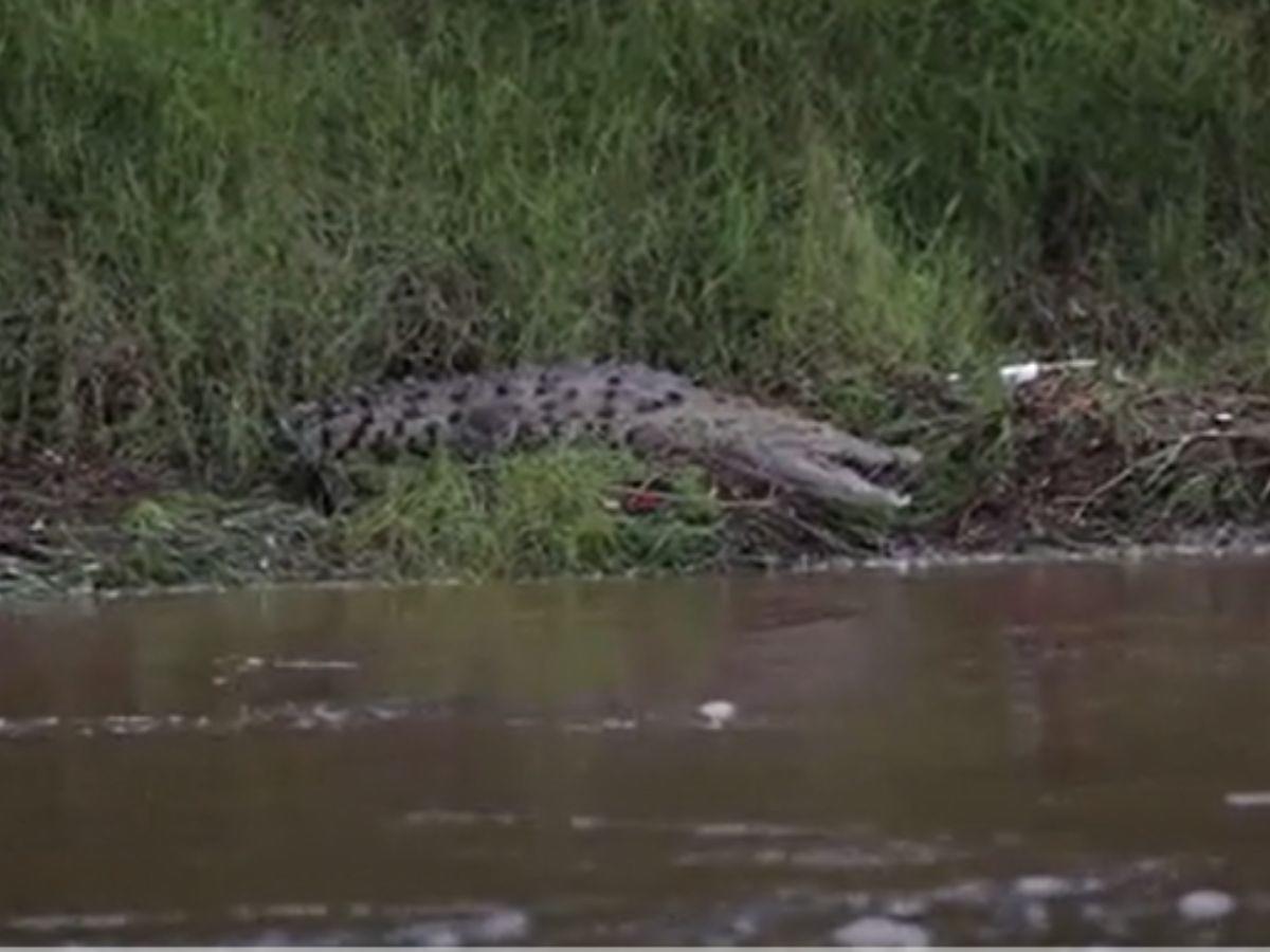 Dos niños fueron atacados por un cocodrilo en Costa de los Amates