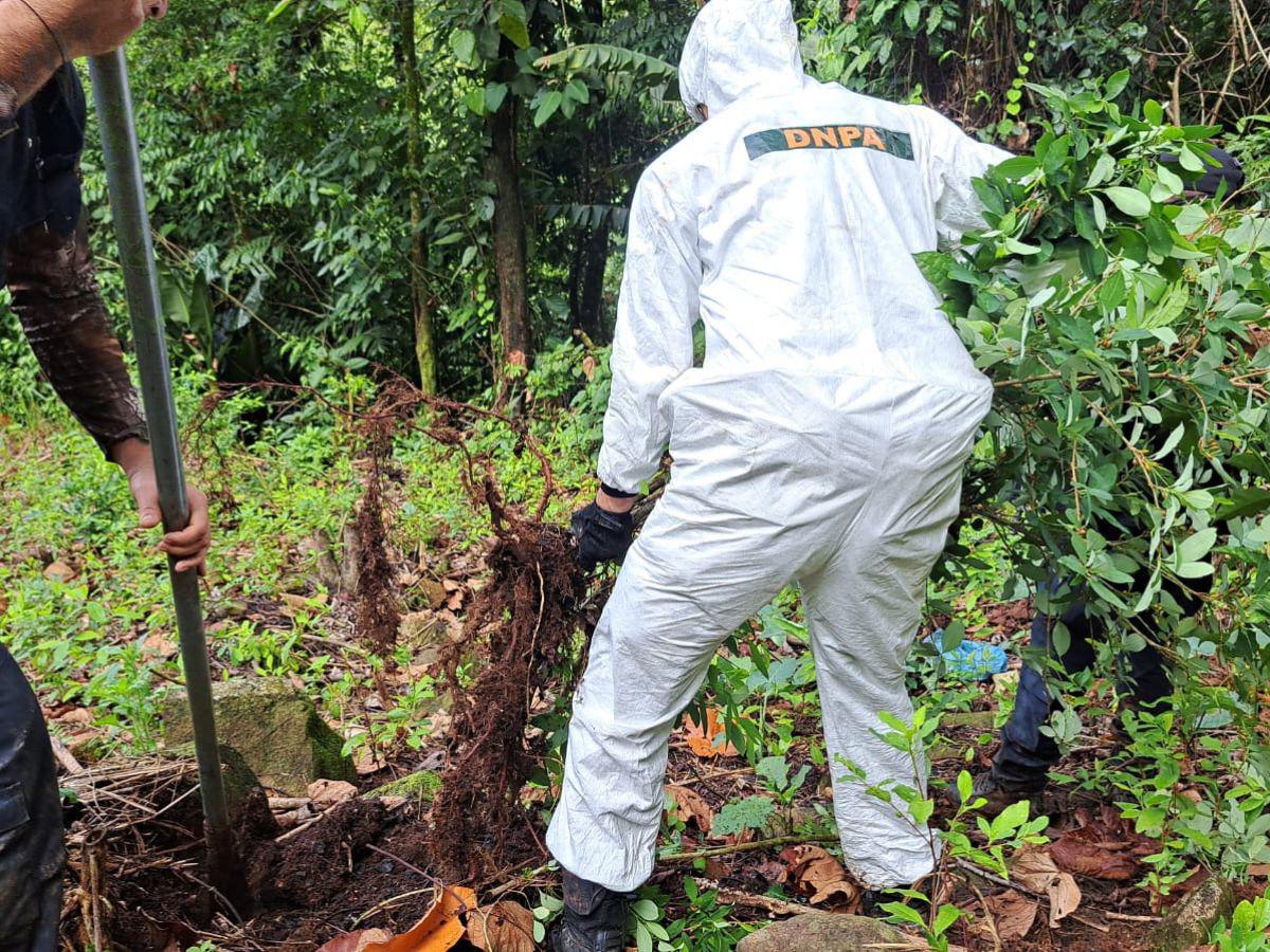 Destruyen narcolaboratorio y 90 mil arbustos de cocaína en Iriona, Colón