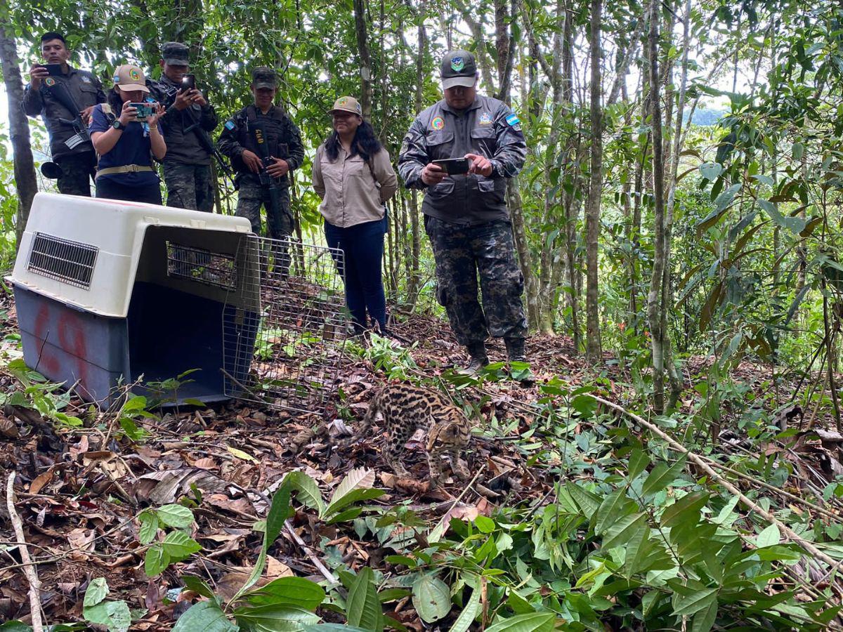 El comando de apoyo al manejo de ecosistema y medio ambiente realizó la actividad en conjunto con el ICF.