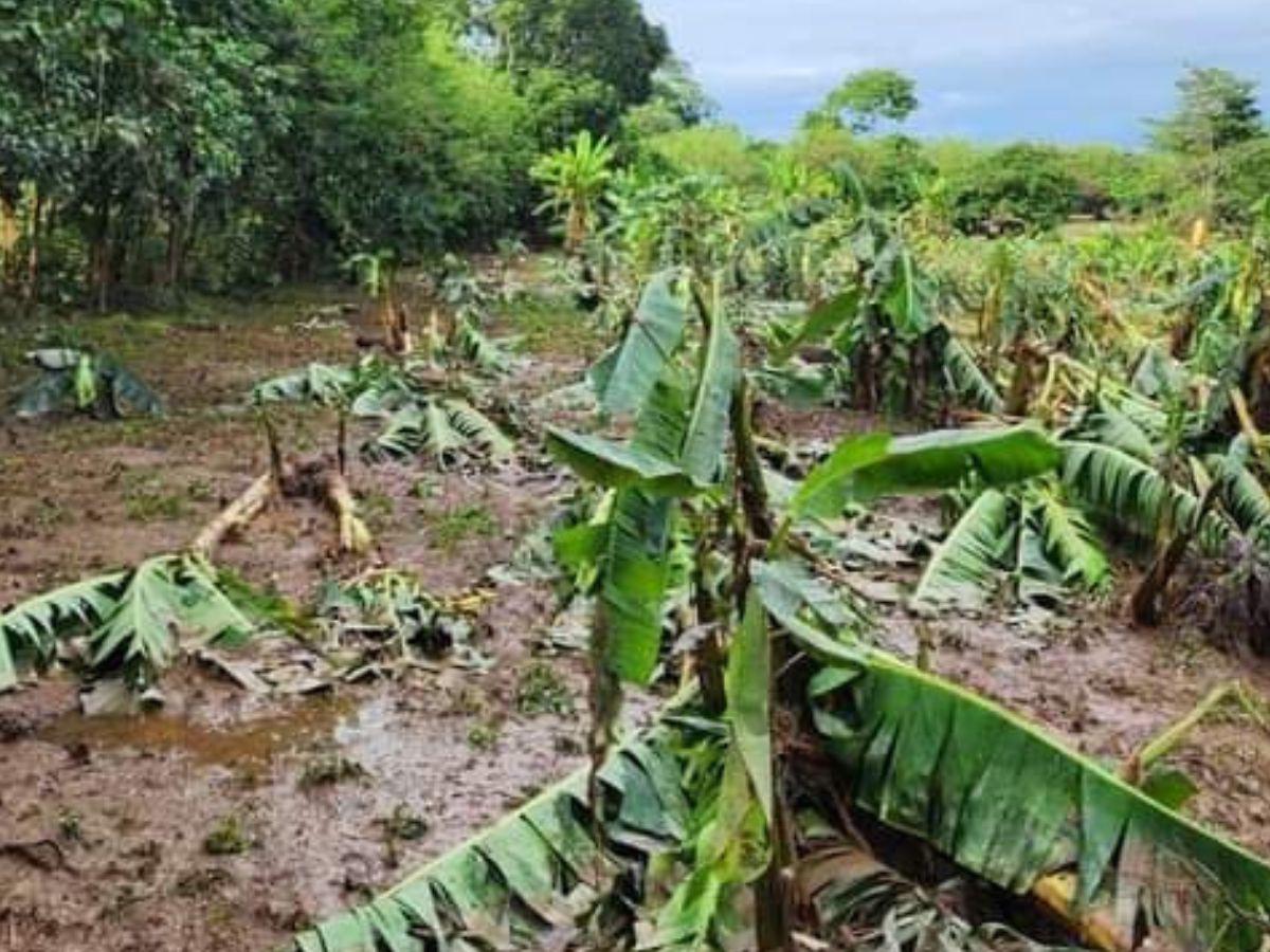 Estragos deja la tormenta tropical Sara tras su paso por Honduras