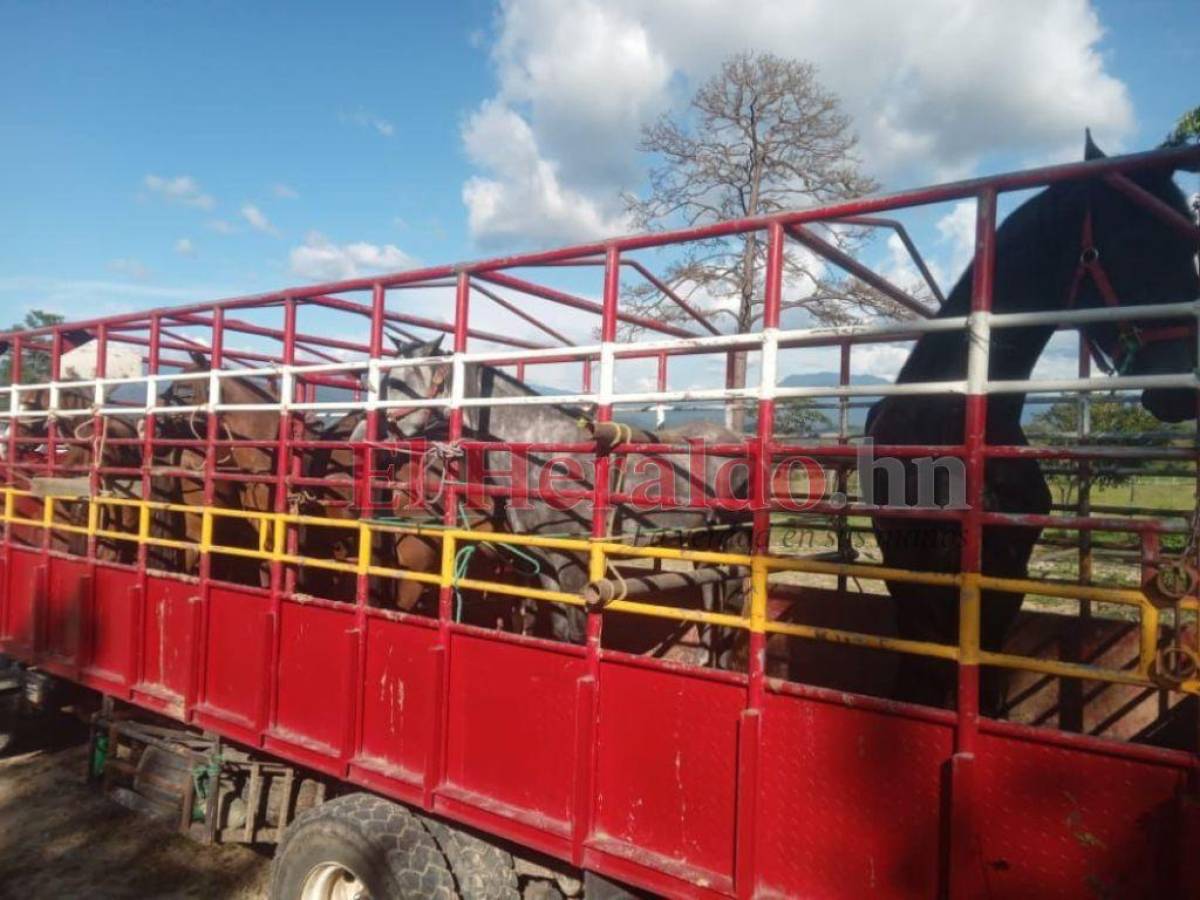 Caballos de JOH ya fueron vendidos, aseguró el director de la OABI