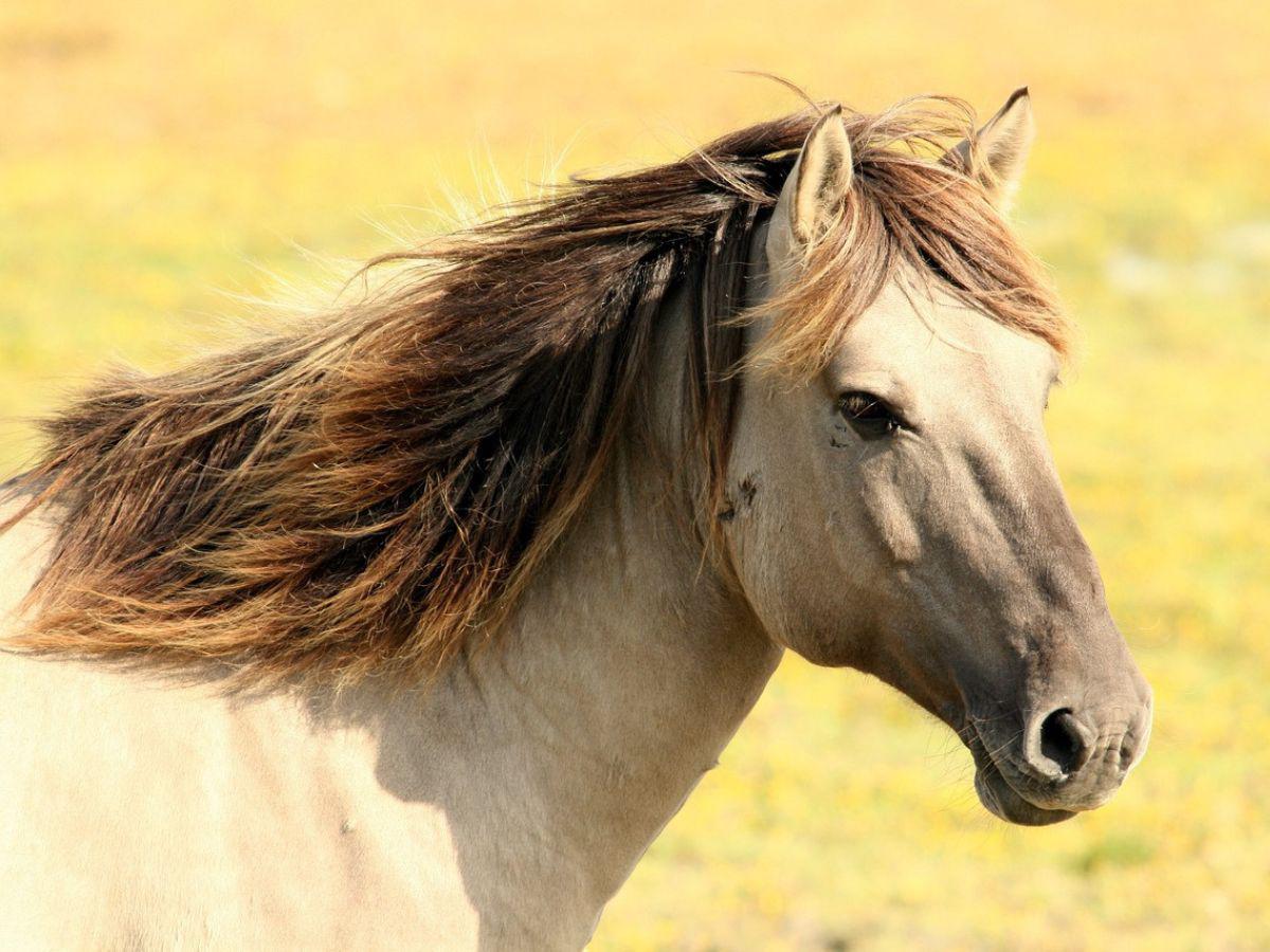 Registran en Uruguay el primer caso de virus equino; podría afectar a humanos