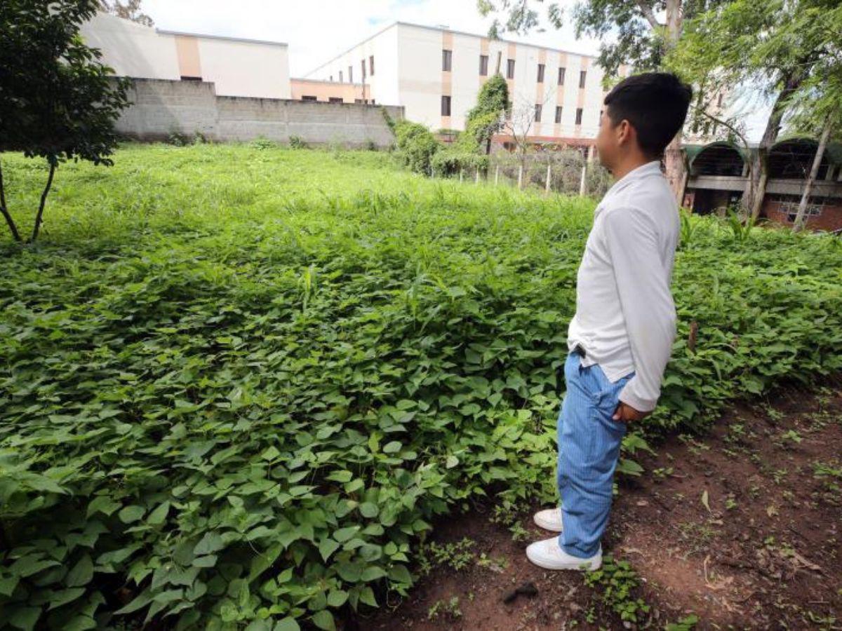 Escuelas no son beneficiadas con los huertos escolares