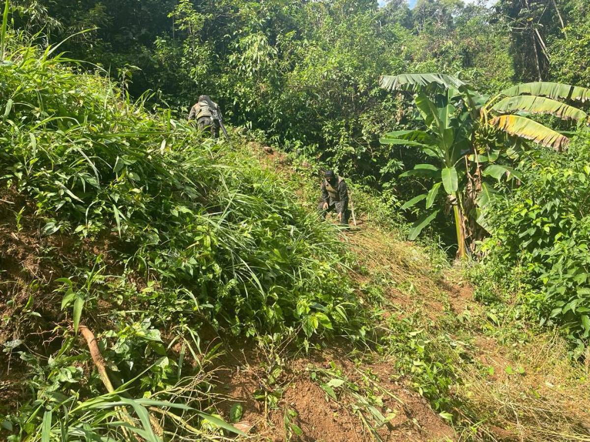 Destruyen plantación de coca y narcolaboratorio en Tocoa, Colón