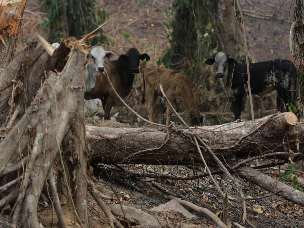 Ocupación de tierras, narcocarreteras y deforestación: conflicto en el río Plátano