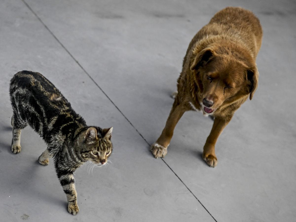 Bobi, el perro más longevo del mundo que ha roto el récord Guinness a los 30 años