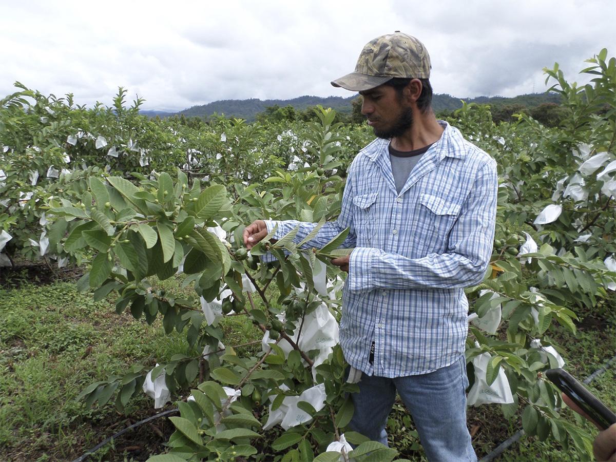 <i>Productores buscando mejorar su acceso a mercados y adoptar prácticas agrícolas sostenibles.</i>