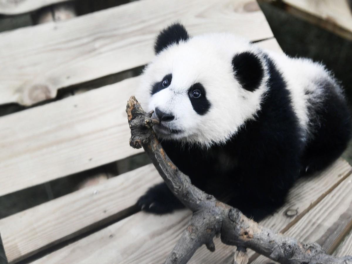 Fan Xing, un panda gigante que era entrenado como macho y resultó ser hembra