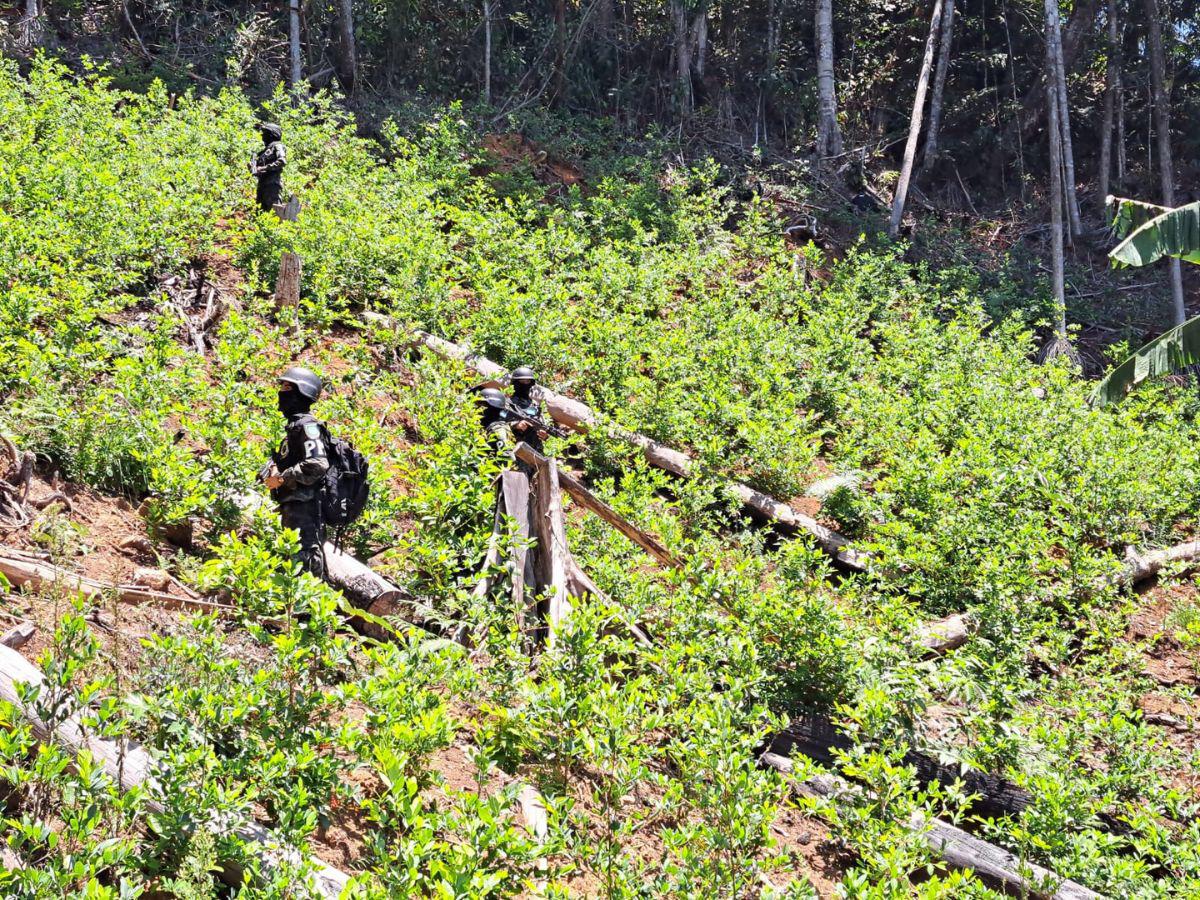 Hasta el momento se desconoce quién sembró las hoja de coca en el área protegida.