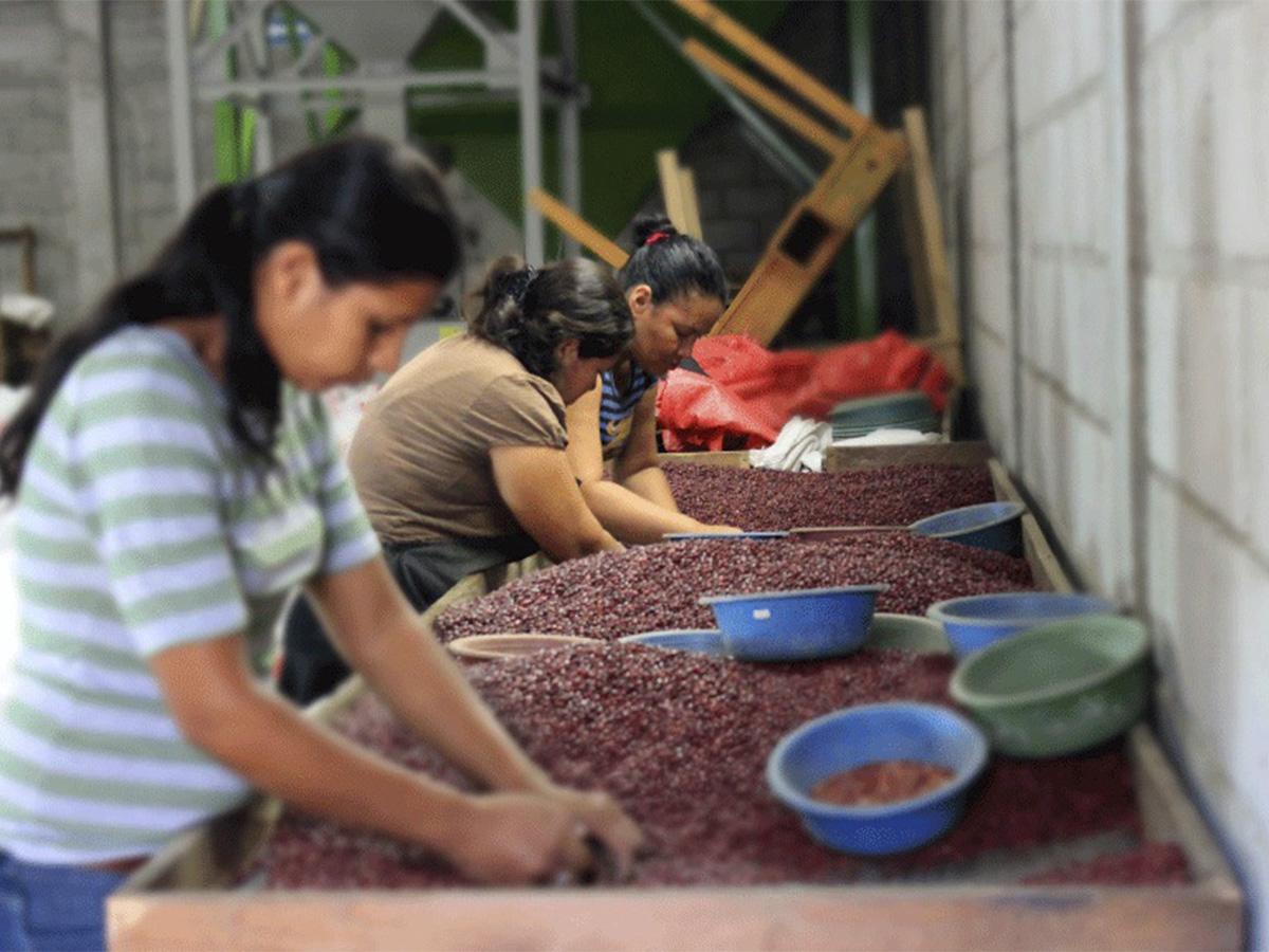 SAG impulsa competitividad agrícola en Valle, Olancho y Yoro