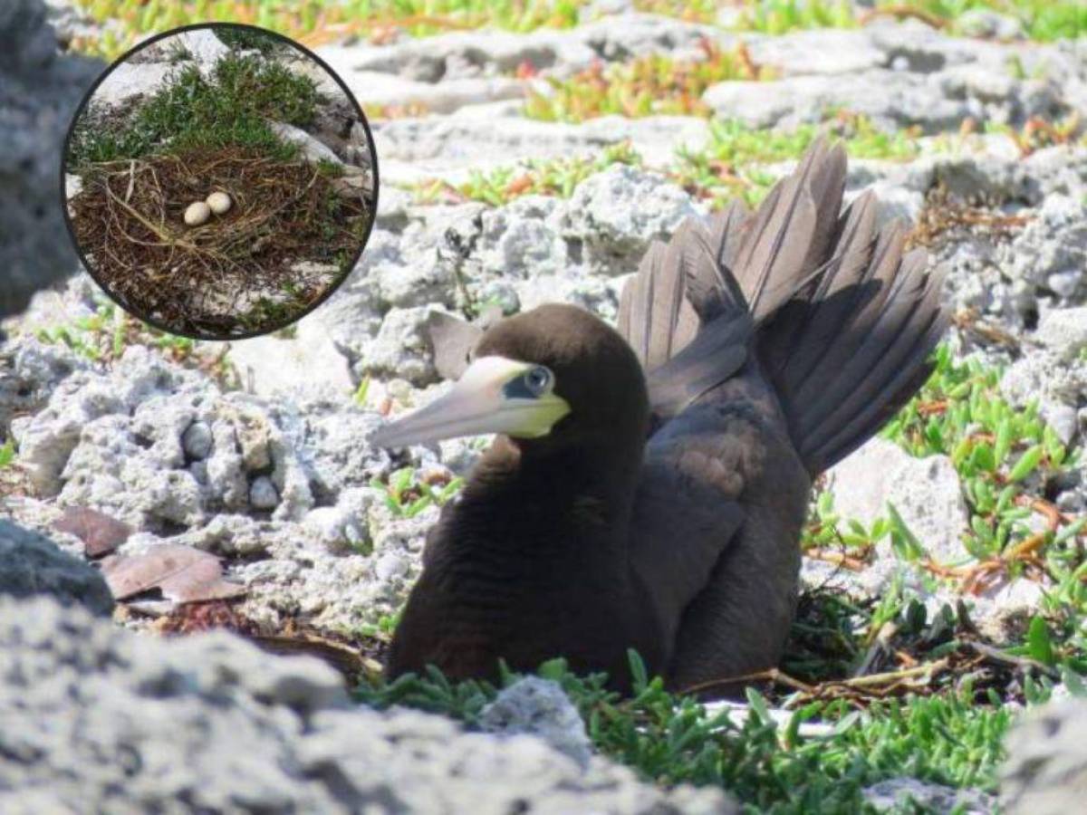 El pájaro chipe vitellino es una especie única que habita en las islas.