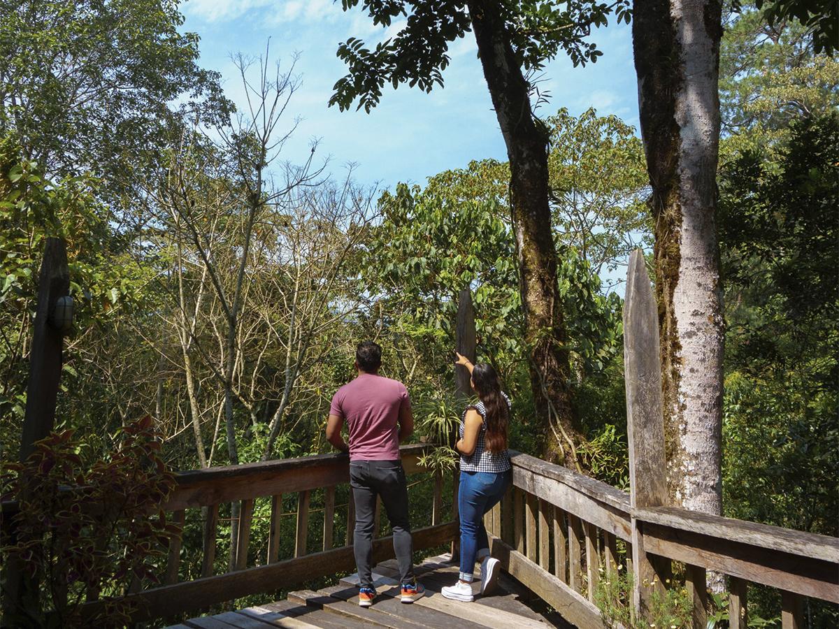 <i>Finca Santa Isabel, un paraíso donde conviven la biodiversidad y la producción de café de alta calidad.</i>