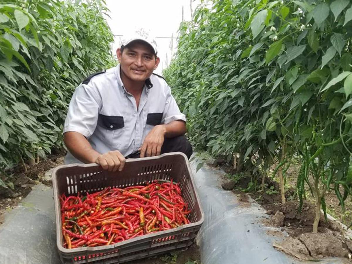 El uso de las tecnologías climáticamente inteligentes, abarcan técnicas y prácticas que aumentan la productividad agropecuaria mientras contribuyen a la resiliencia climática y reducen emisiones.