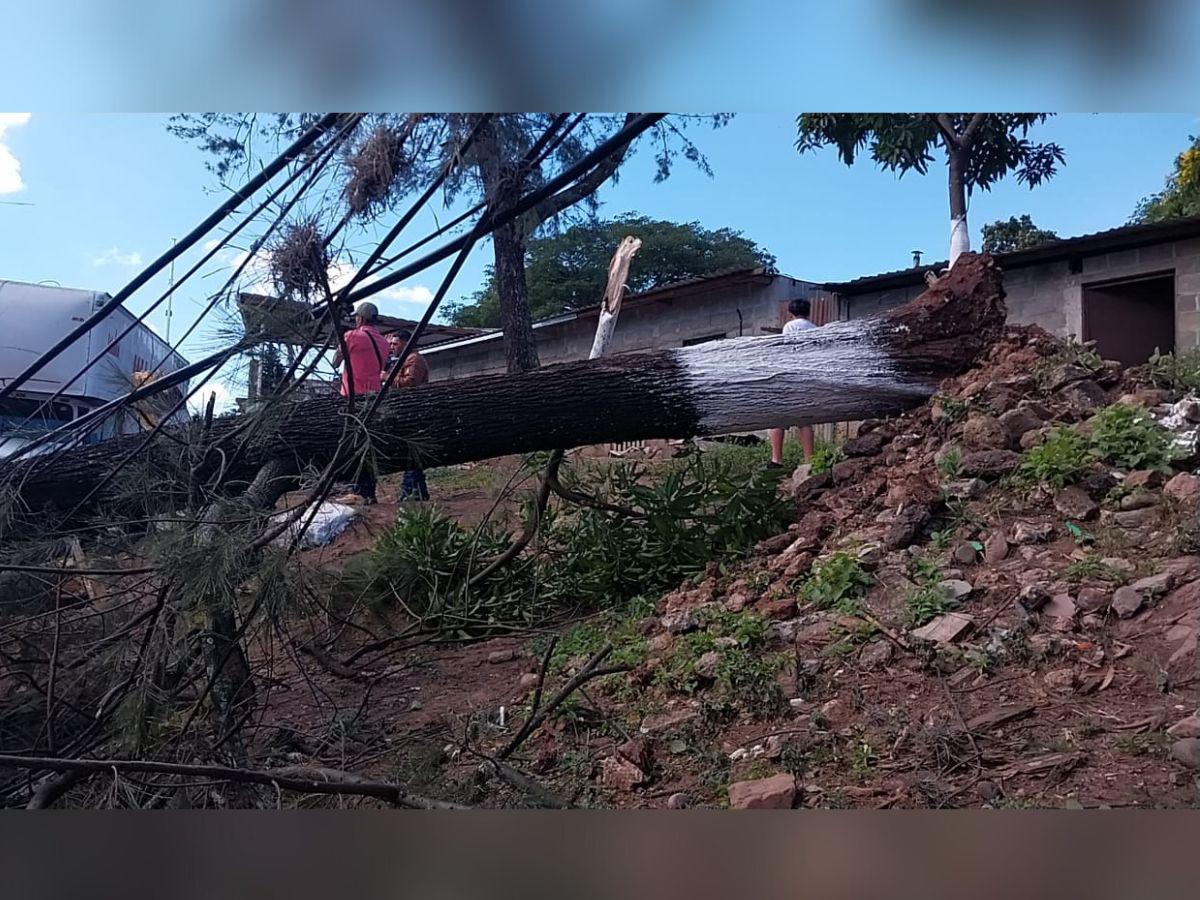 Algunos vecinos del sector que también es conocido como “La Rosita” observan las ramas de los árboles sobre la calle.