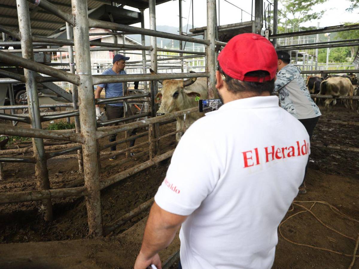 Gusano barrenador: una mosca pone en jaque al ganado de Honduras