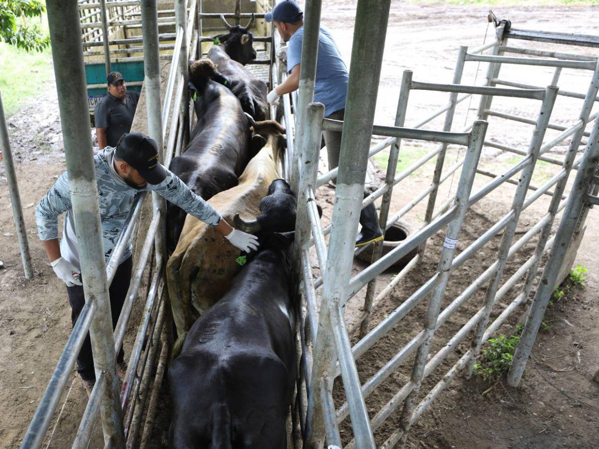 Gusano barrenador: una mosca pone en jaque al ganado de Honduras