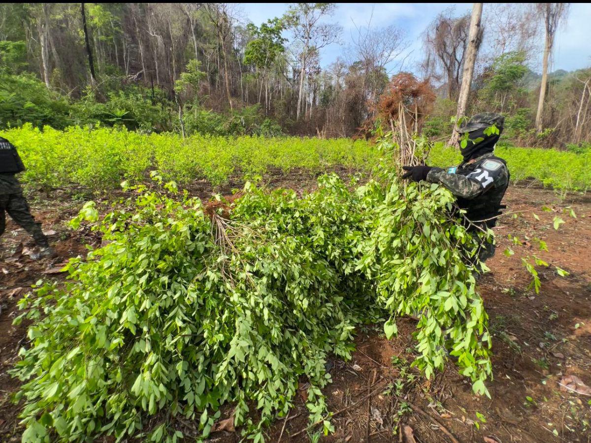 Datos proporcionados por las autoridades castrenses establecen que en lo que va de 2024, las Fuerzas Armadas han asegurado 45 plantaciones de arbustos de hoja de coca.