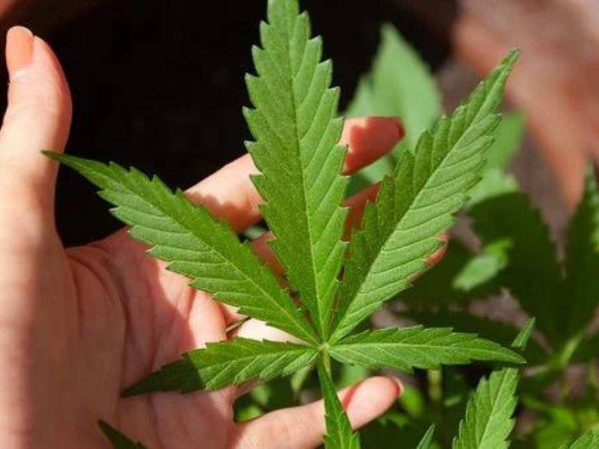 Panamá apunta al negocio del cannabis medicinal