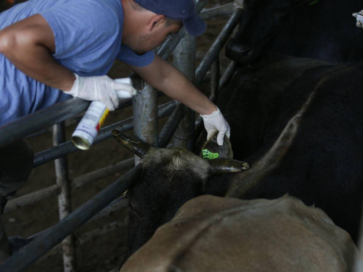 Gusano barrenador: una mosca pone en jaque al ganado de Honduras