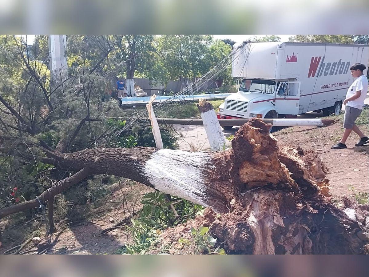 Fuertes vientos derriban árboles en faldas del cerro Juana Laínez en la capital