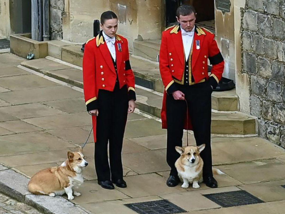 Los corgis de la difunta reina Isabel II serán los protagonistas de una exposición en Londres