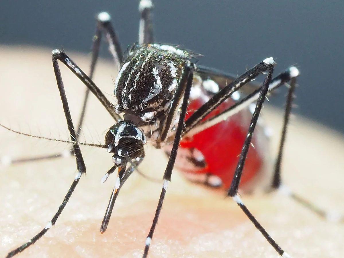 Honduras registra más de 18,000 casos de dengue en lo que va de 2024