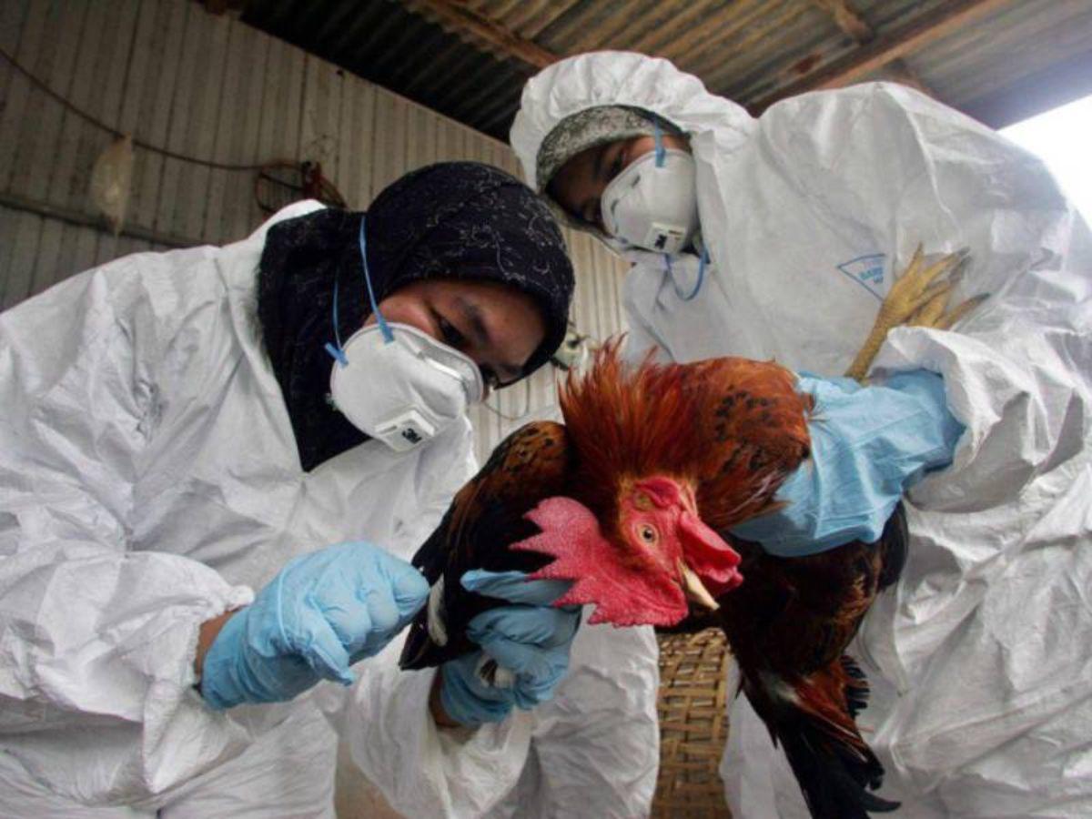 OMS confirma la primera muerte de una persona por gripe aviar H5N2