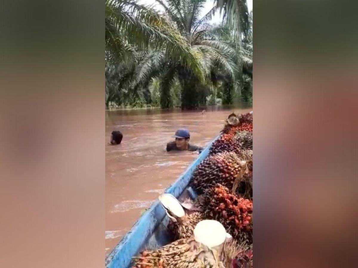 Algunos hondureños intentan salvar lo que queda de las plantaciones de palma.