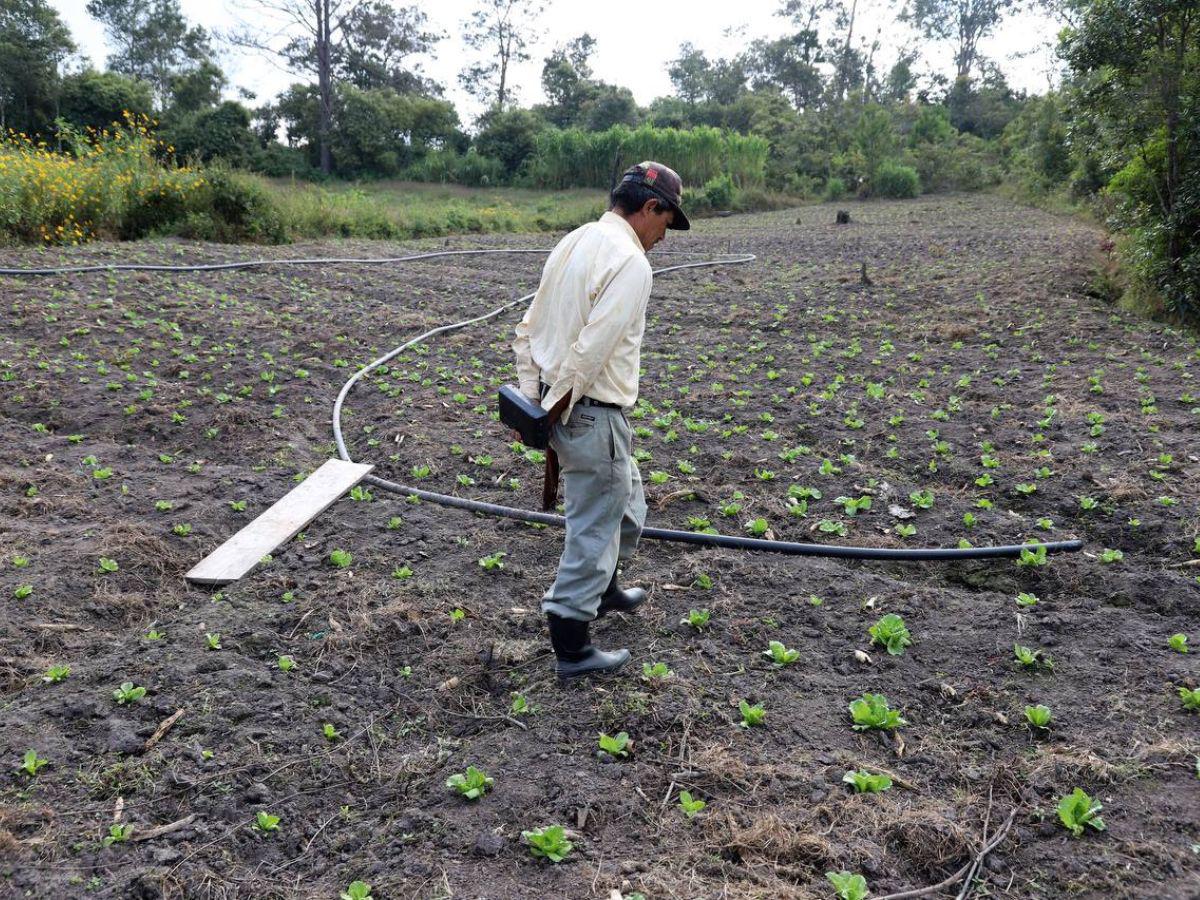 Los expertos coinciden en que la lluvia ácida no afectará cultivos