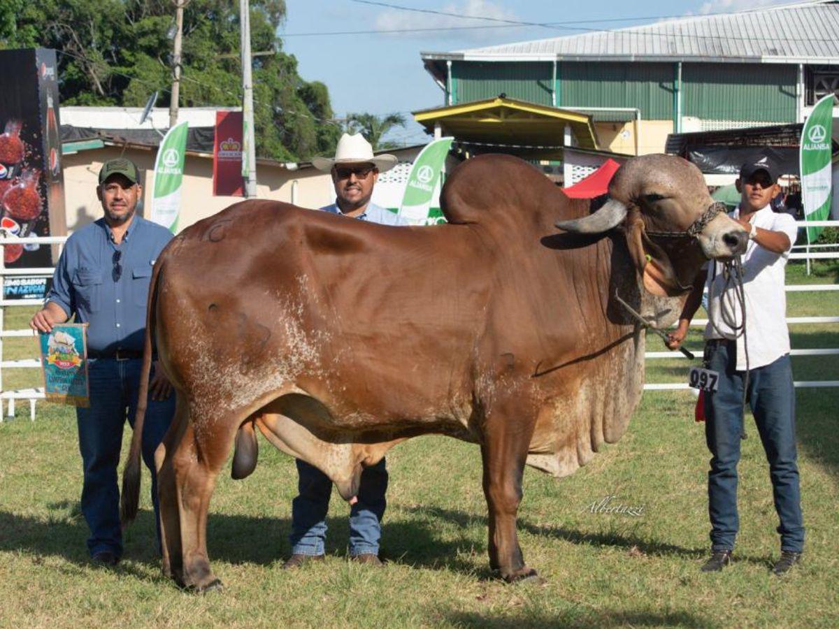 El ganado Gyr destaca por su alta producción de leche, resistencia a climas cálidos, facilidad de adaptación y buena fertilidad.