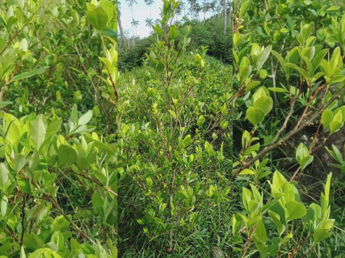 $!Las variables de plantas de coca que se han traído a Honduras son más frondosas y producen en menor tiempo.