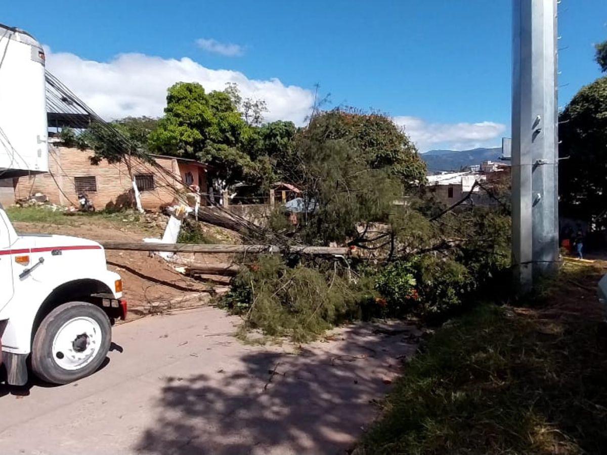 Personal de la Alcaldía y otros entes de socorro llegaron a retirar las ramas de los enormes árboles.