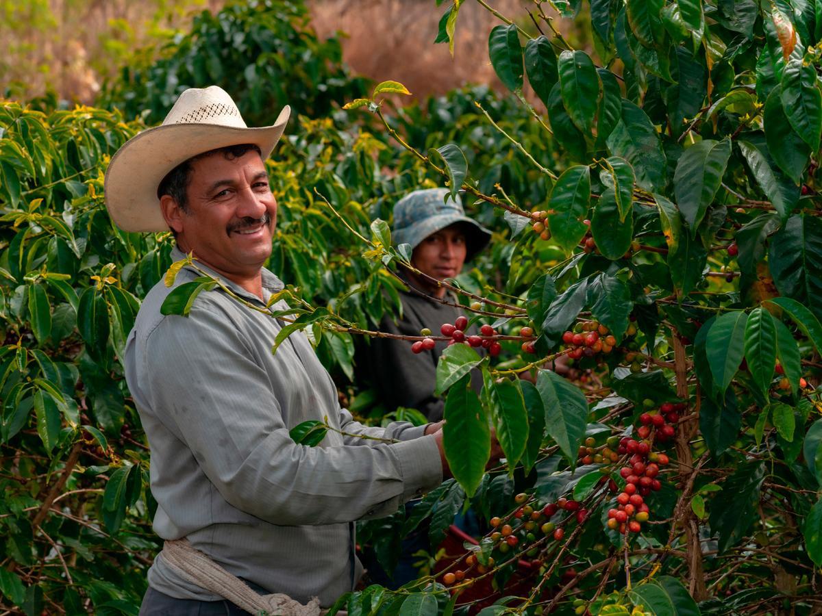 El café hondureño un motor de desarrollo e inversión