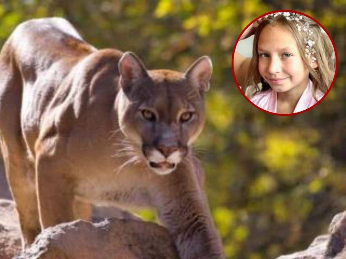 Una niña de 9 años sobrevive al ataque de un puma en Estados Unidos