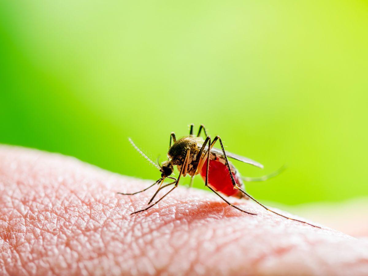 Gobierno ejecuta plan de emergencia nacional para combatir el dengue