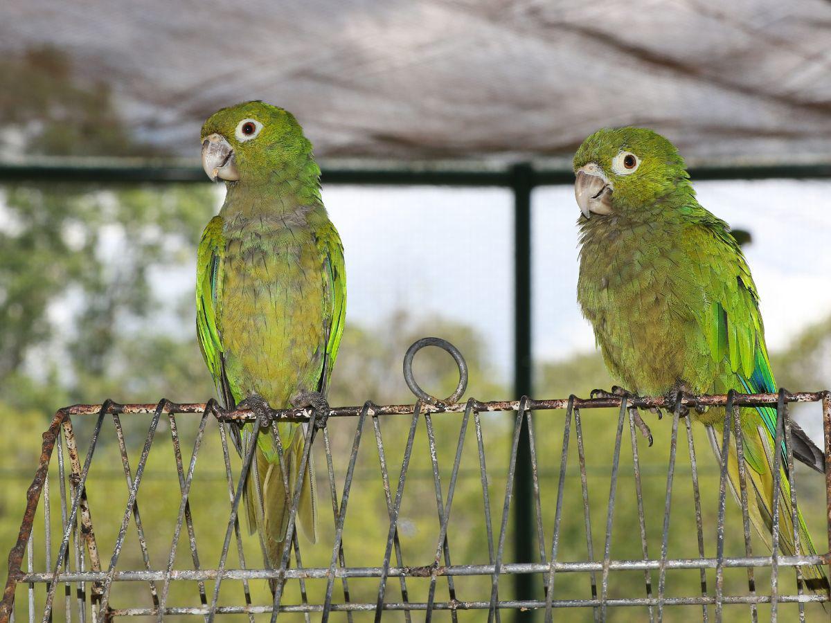 Centro de rescate animal ha logrado liberar a más de 200 aves y felinos