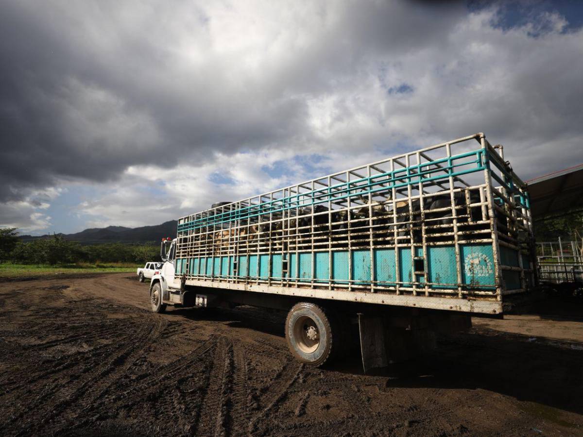 Gusano barrenador: una mosca pone en jaque al ganado de Honduras