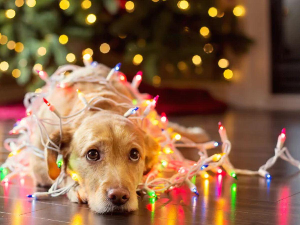 ¡Ellos también son familia! Esta protección necesita tu mascota en las fiestas de fin de año