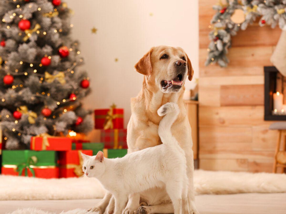 ¡Ellos también son familia! Esta protección necesita tu mascota en las fiestas de fin de año