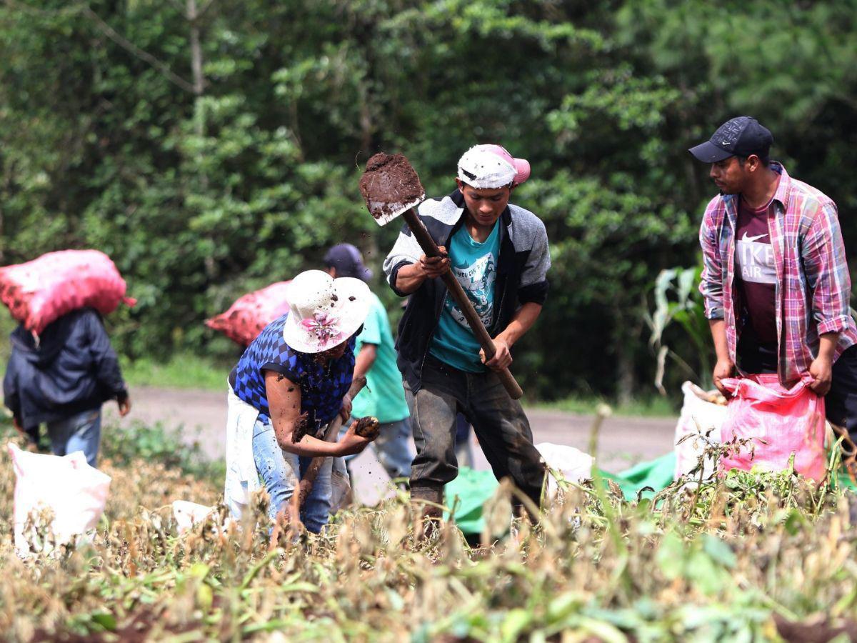 Honduras pedirá revisión de DR-CAFTA en materia de agricultura